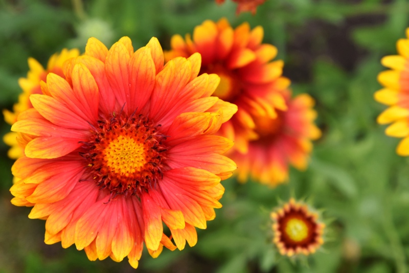 Blanket-Flower