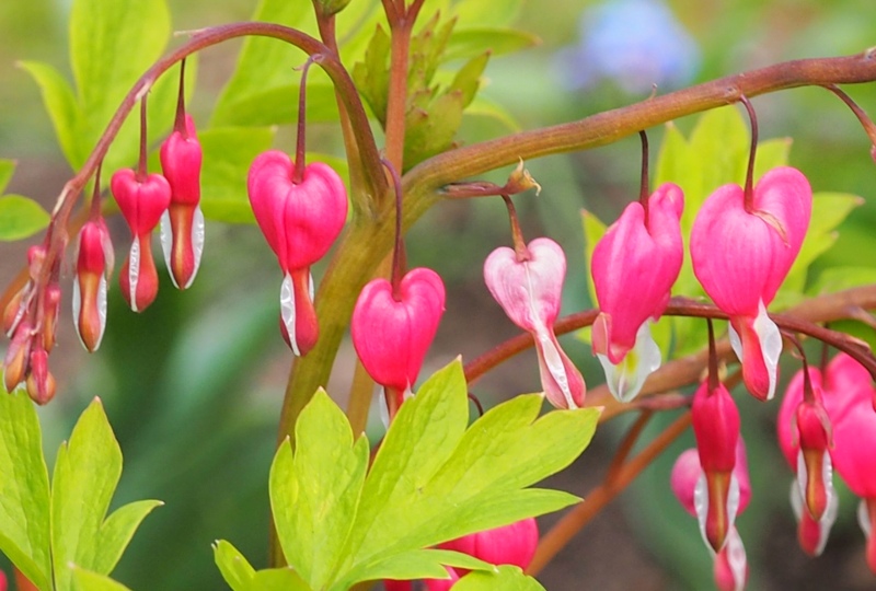 Bleeding-Heart