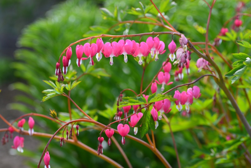 Bleeding-Hearts