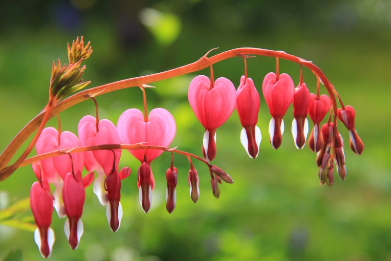 Bleeding-Hearts