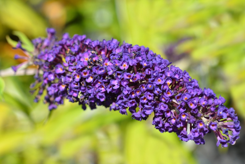 Blue-Butterfly-Bush