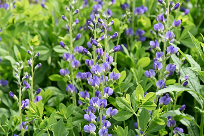 Blue-False-Indigo