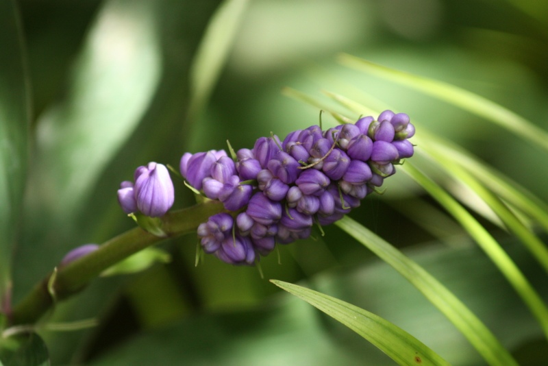12 Best Hawaii Perennials Plus Growing Tips Garden Lovers Club