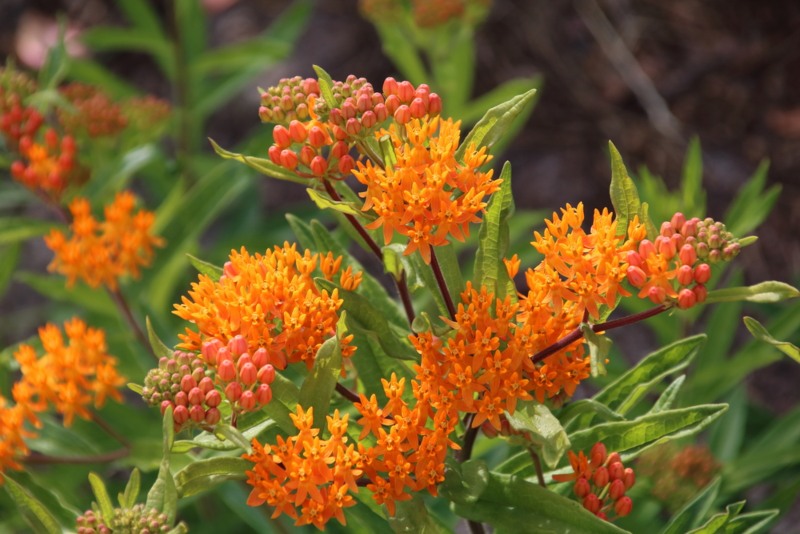 Butterfly-Weed