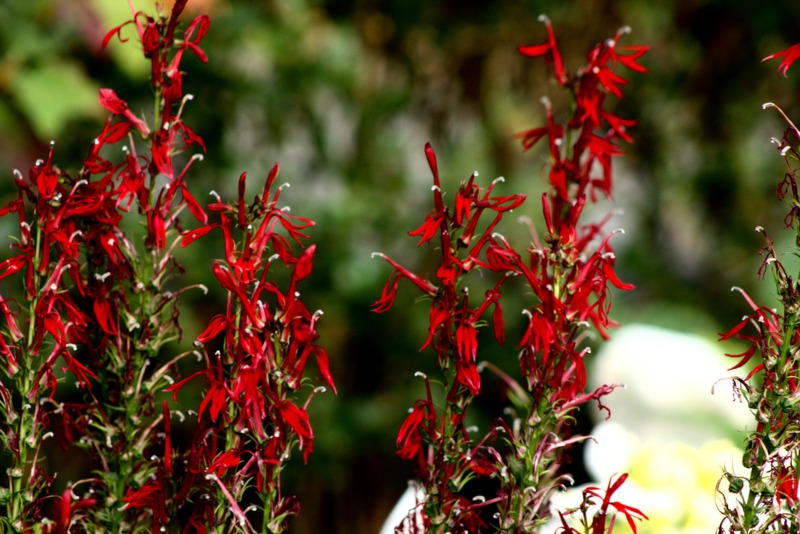 Cardinal-Flower