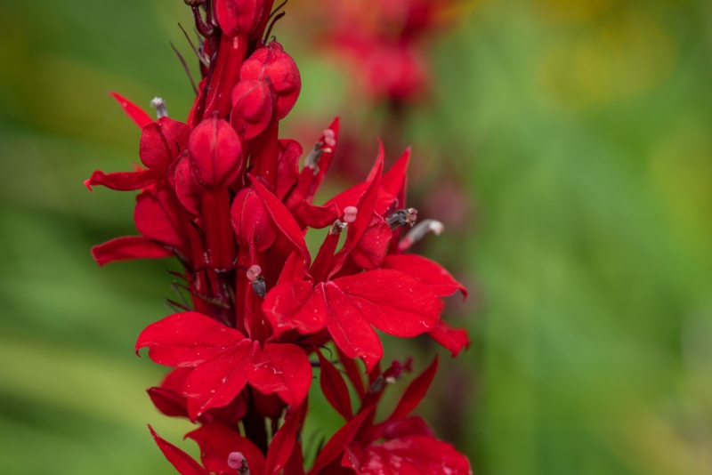 Cardinal-Flower