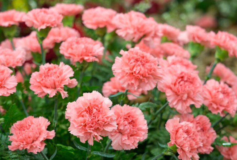 10 Maryland Perennials You'll Love Garden Lovers Club