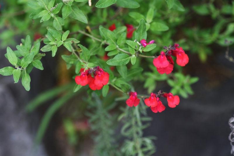 Cherry-Sage-Salvia