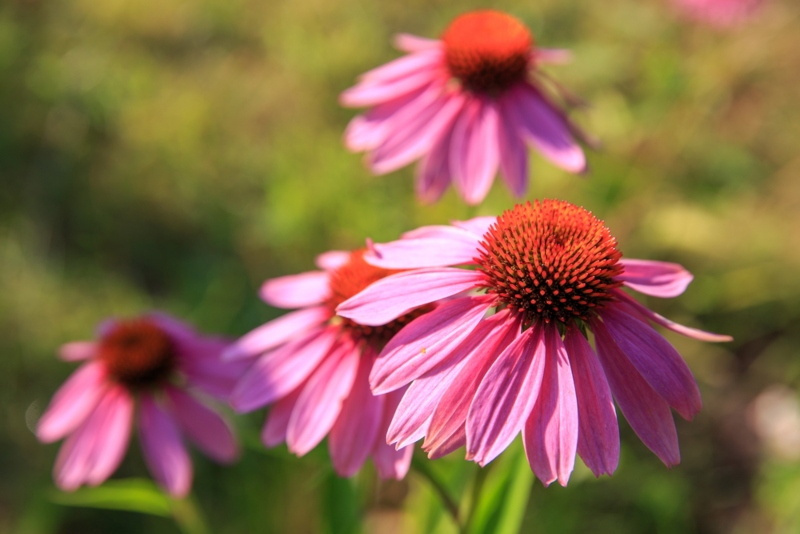 Coneflower