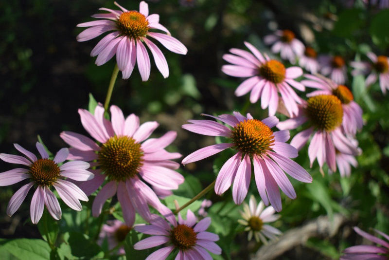 Coneflower