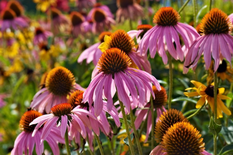 Coneflowers