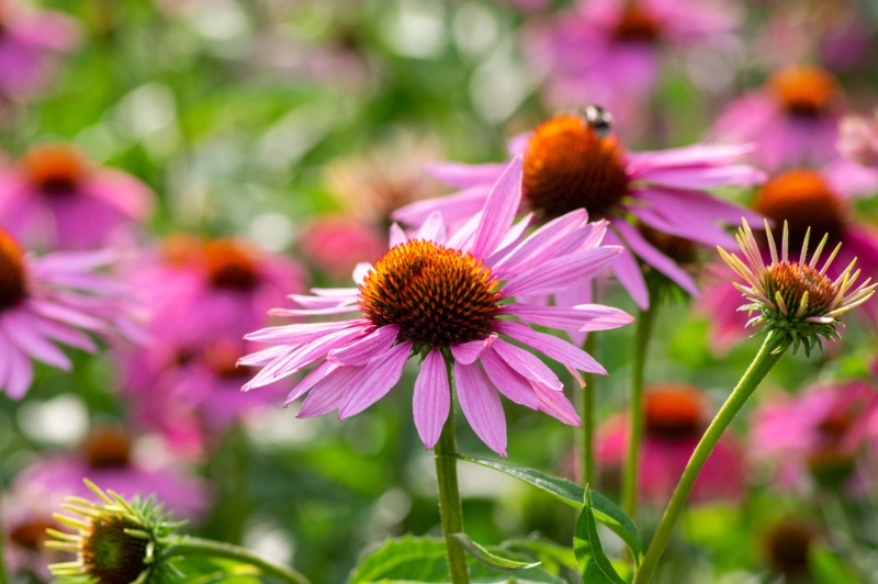 Coneflowers