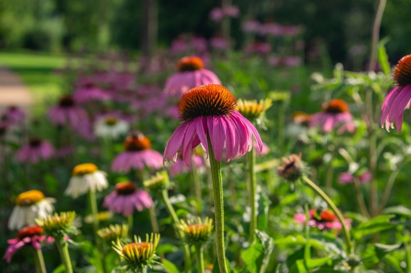 Coneflowers