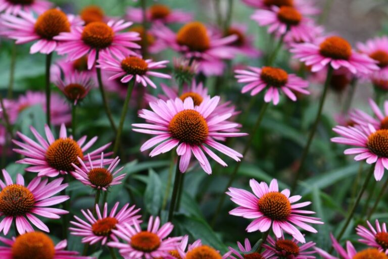 12 Best New Hampshire Perennials (Photos) Garden Lovers Club
