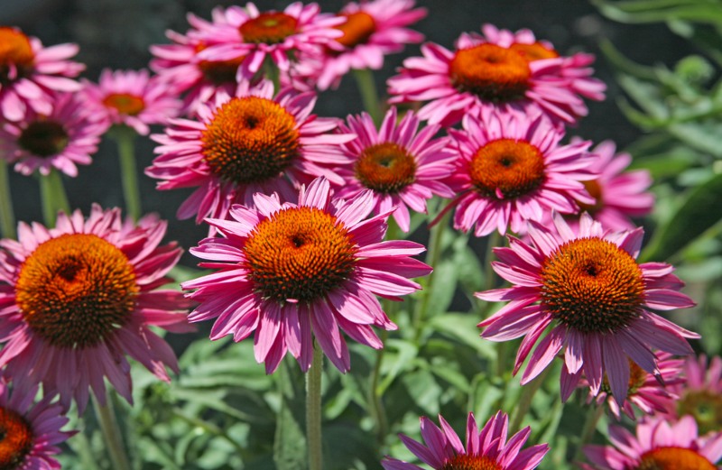 Coneflowers