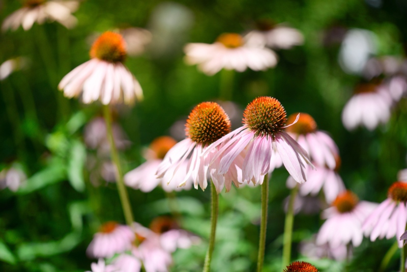 Coneflowers