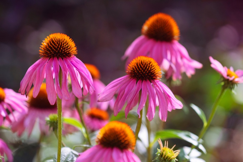 Coneflowers