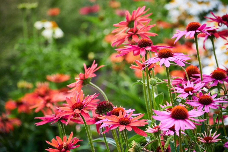 Coneflowers