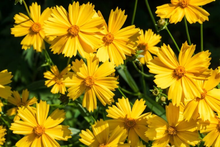 10 Maryland Perennials You'll Love Garden Lovers Club