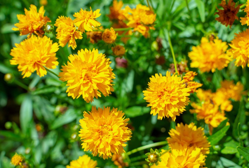 Coreopsis