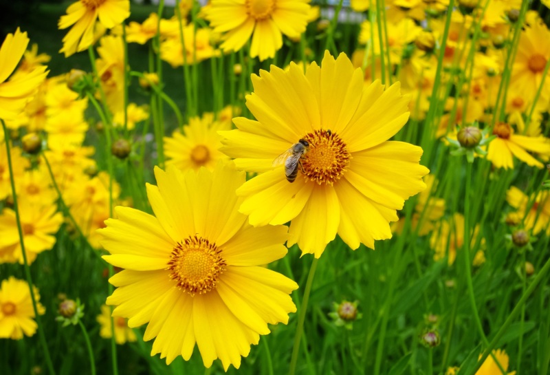 Coreopsis