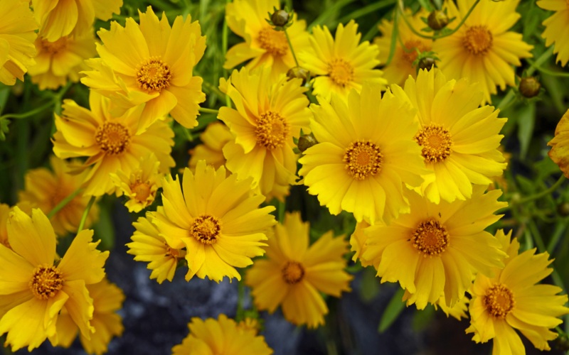 Coreopsis