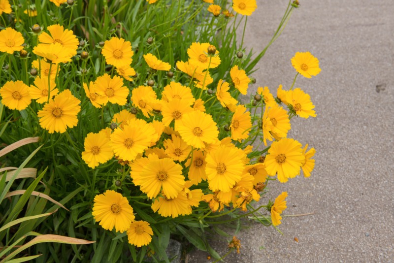 Coreopsis