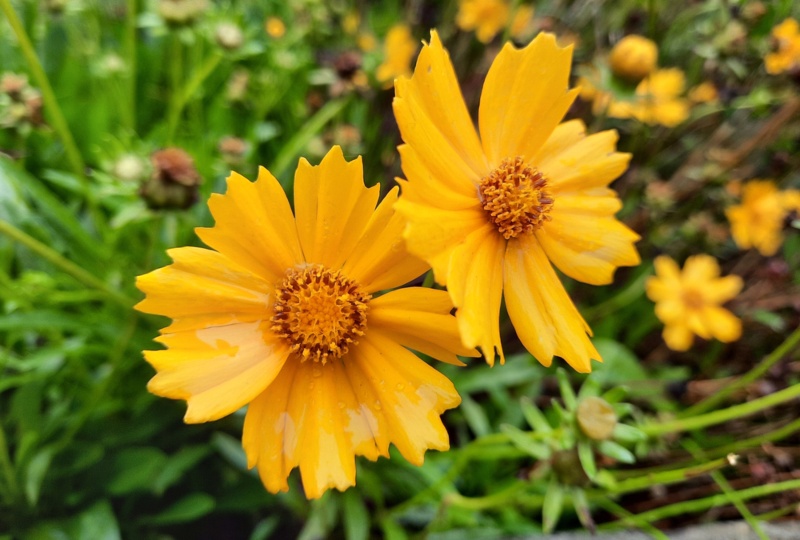 Coreopsis