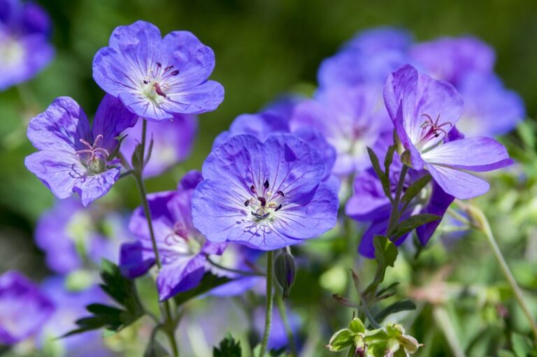 10 Awesome Kansas Perennials (Photos & Growing Tips) Garden Lovers Club