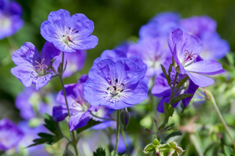 Cranesbill-Geranium