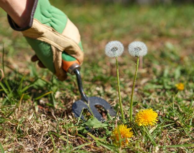 Dandelion Removal Tools