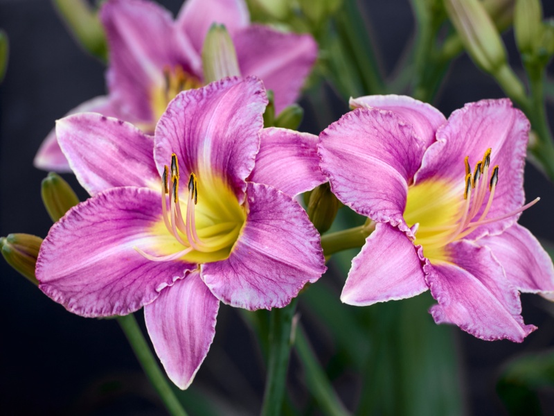 Daylilies