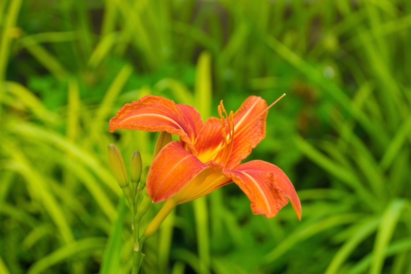 Daylilies