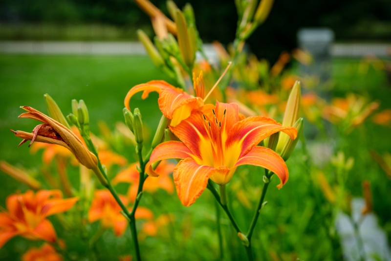 Daylilies