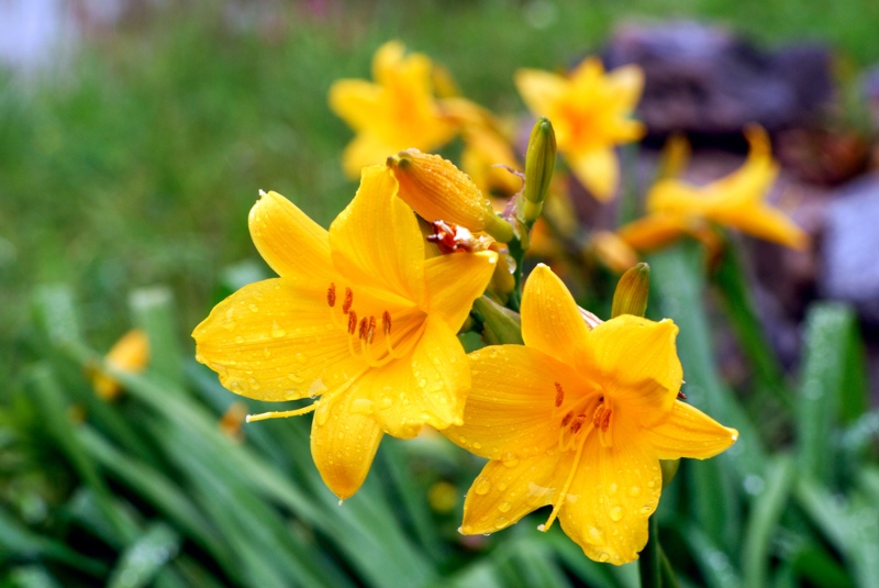 Daylilies