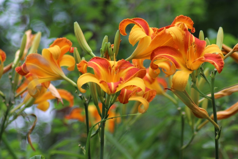 Daylilies