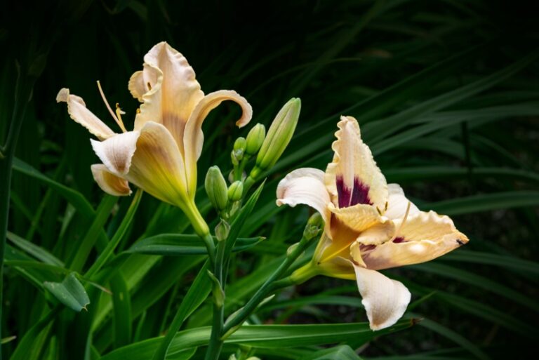 12 Perfect Massachusetts Perennials (Plus Grow Tips) Garden Lovers Club