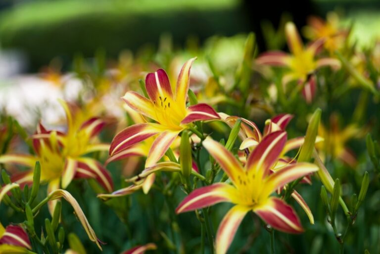 10 Perfect Nevada Perennials (Plus Growing Tips) Garden Lovers Club