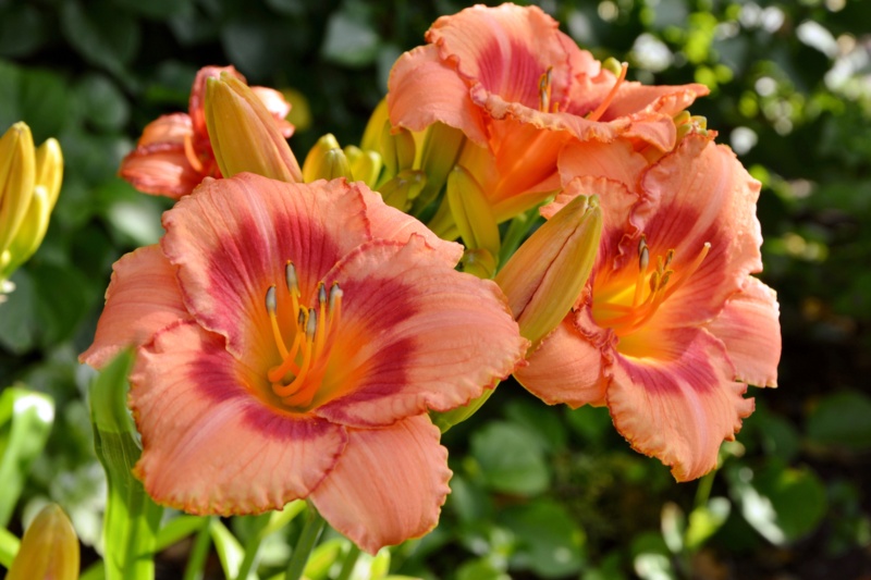 Daylily