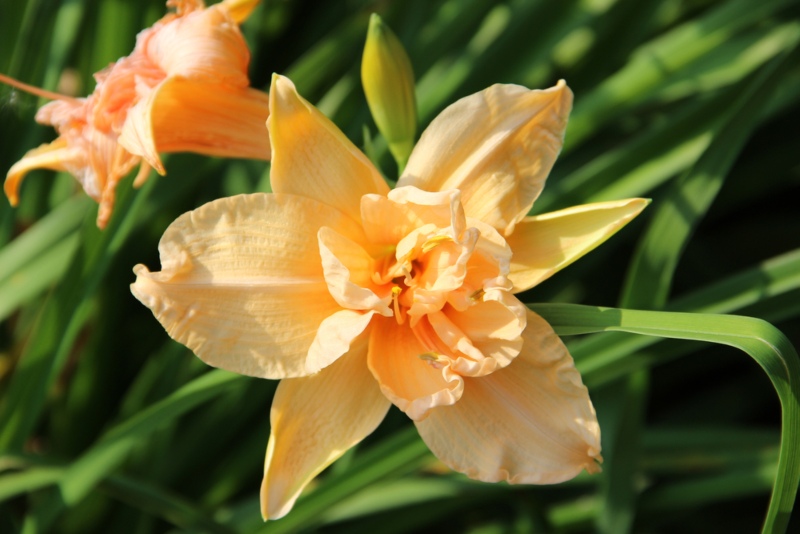 Daylily