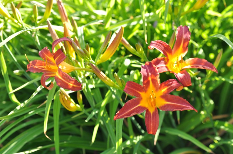 Daylily