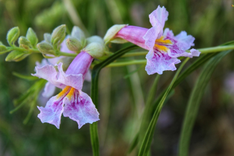 Desert-Willow