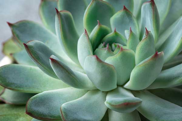 Echeveria closeup