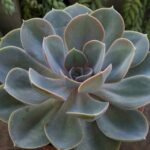 Echeveria succulent