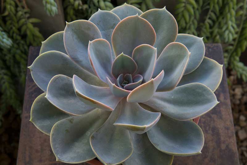 Echeveria succulent