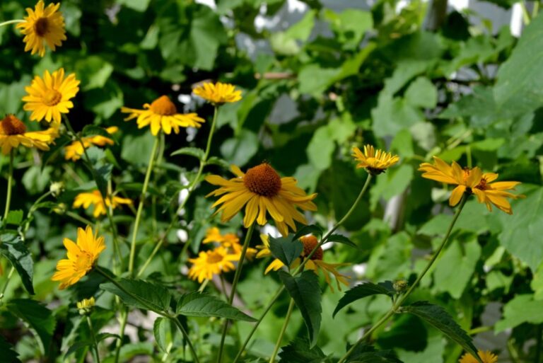 12 Perfect Massachusetts Perennials (Plus Grow Tips) Garden Lovers Club