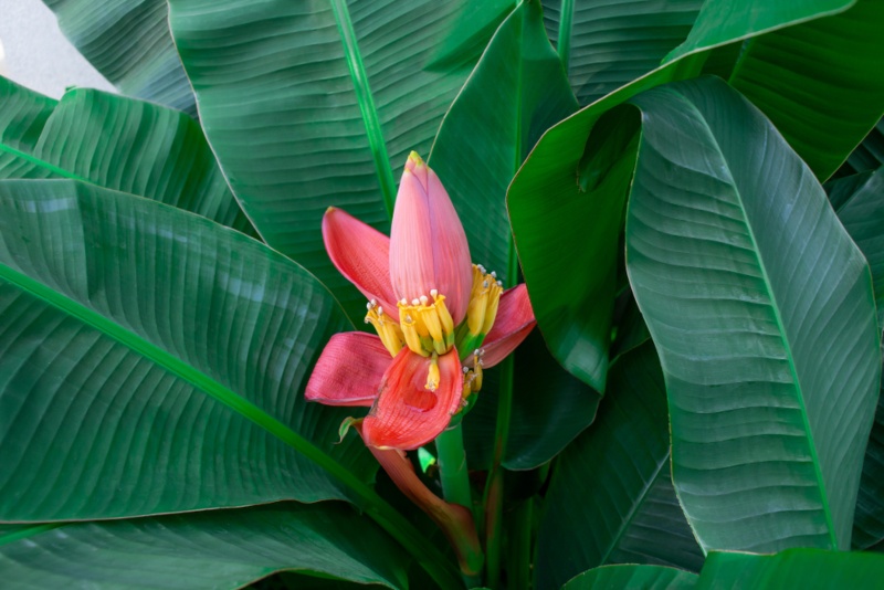 Flowering-Banana