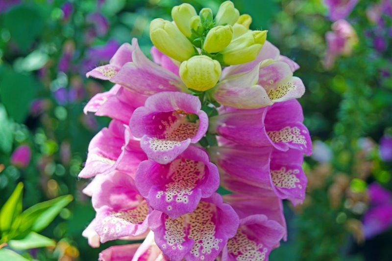 Foxglove