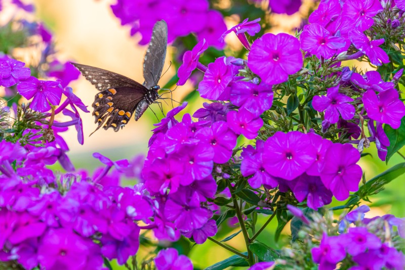 Garden-Phlox