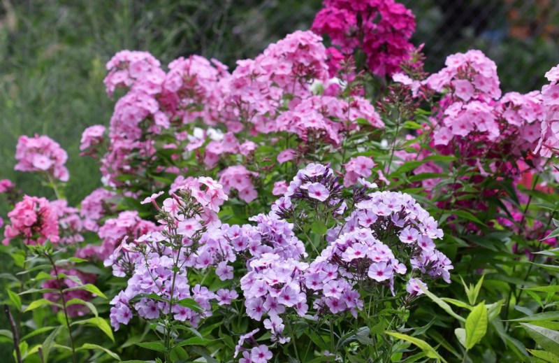 Garden-Phlox